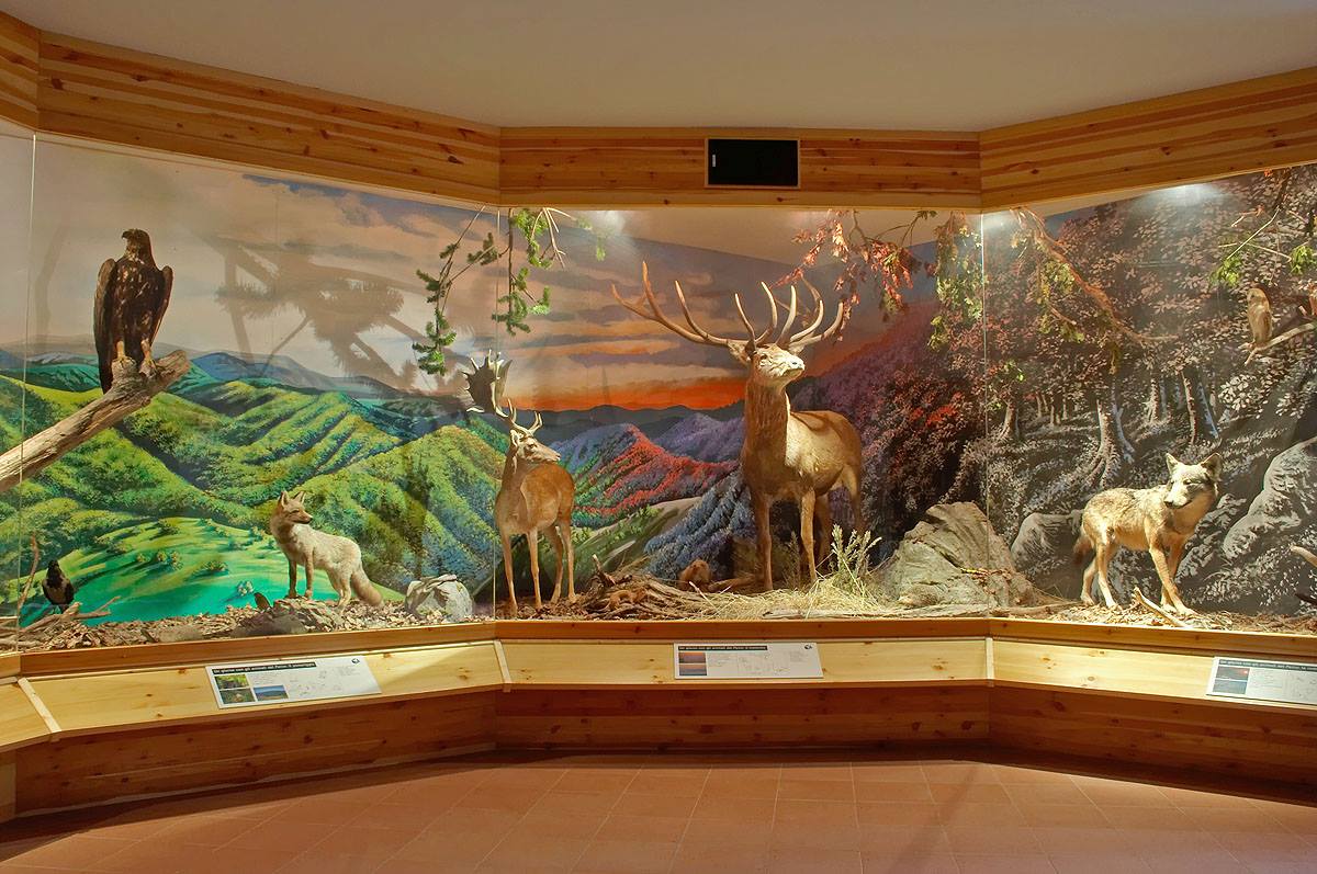 Museo della Fauna e delle Acque di Premilcuore